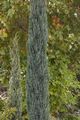 Juniperus scopulorum Blue Arrow-10 Jałowiec skalny
